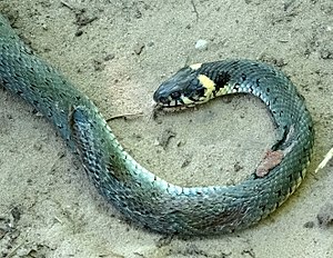 Natrix natrix