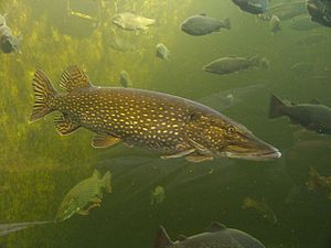 Esox lucius , северная щука