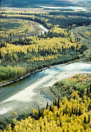 Luftaufnahme eines Espen-Fichten-Mischwaldes in Alaska