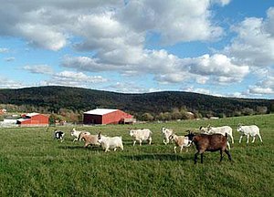 Το μεγαλύτερο καταφύγιο του Farm Sanctuary στη Νέα Υόρκη