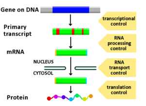 Schéma znázorňující, ve kterých fázích dráhy DNA-mRNA-protein lze řídit expresi