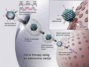 Terapia genica utilizzando un vettore adenovirus. Un nuovo gene viene messo in un virus, che poi viene messo in un essere umano. Se il trattamento ha successo, il nuovo gene produrrà un enzima funzionante, che tratterà la malattia.