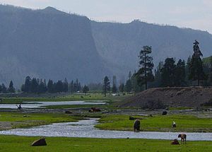Bisontes pastando cerca del río Gibbon en Madison, en el Parque Nacional de Yellowstone