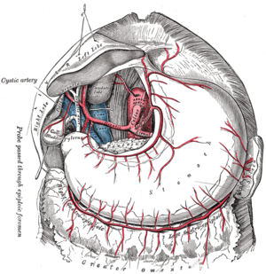 blood supply of the human stomach
