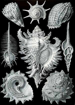 De 53e plaat uit Ernst Haeckels Kunstformen der Natur (1904), met organismen die zijn ingedeeld bij de Prosobranchia (waarvan nu bekend is dat ze polyfyletisch zijn).
