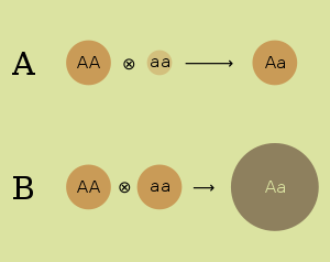 Bases genéticas de la heterosis . Hipótesis de dominancia. Hipótesis A. Se infraexpresan menos genes en el individuo homocigoto. La expresión de los genes en la descendencia es igual a la expresión del progenitor más apto. Hipótesis de sobredominancia. Hipótesis B. Sobreexpresión de ciertos genes en la descendencia heterocigótica. (El tamaño del círculo representa el nivel de expresión del gen A)