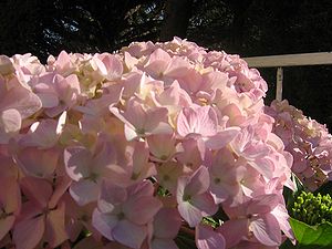 Hortensia tai Hortensia  