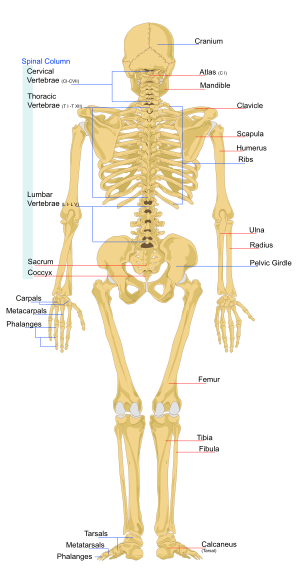 Un esqueleto de la espalda [ {[90893-70298]}] Los esqueletos como símbolos Un esqueleto, o simplemente una calavera, se ha utilizado a menudo como símbolo de la Muerte. Se pueden ver esqueletos y cráneos tallados en muchas tumbas , desde la antigüedad hasta el siglo XX. Los esqueletos o calaveras se ven a menudo en las pinturas o vidrieras medievales y renacentistas, recordando que la vida es corta. Los esqueletos o calaveras se utilizaban a menudo como señal para asustar a la gente. Los esqueletos se dejaban colgados en lugares públicos, como cruces o puentes, para recordar a los habitantes de un pueblo que serían castigados con la muerte si infringían la ley. Los esqueletos o calaveras eran un símbolo utilizado por los piratas . Los esqueletos en la cultura popular Los esqueletos, sobre todo los vivos, se han utilizado a menudo en las historias de terror y en las comedias. Hay historias en las que los esqueletos se levantan de entre los muertos. Las cosas que vuelven a la vida se llaman muertos vivientes. En estas historias, la mayoría de los esqueletos son controlados por una persona que los devuelve a la vida. Estas personas se llaman nigromantes. Un nigromante utiliza la magia para hacer que el esqueleto se mueva y actúe según su voluntad.