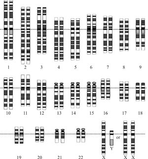 Az idealizált emberi kariotípus grafikus ábrázolása, amely a genom kromoszómákba rendeződését mutatja. Ez a rajz a 23. kromoszómapár női (XX) és férfi (XY) változatát is mutatja.