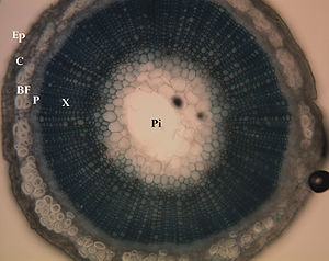 Linų stiebo skersinis pjūvis, kuriame matomos po juo esančių audinių vietos. Ep = epidermis; C = žievė; BF = liemeninės skaidulos; P = floema; X = ksilema; Pi = šerdis