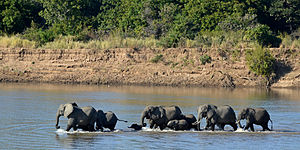 L'elefante africano, Loxodonta africana, nel parco nazionale di Luanga, Zambia