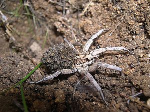 Lycosa tarantula dækket af unger.