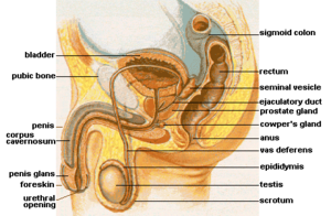 Sistema reproductor masculino humano  