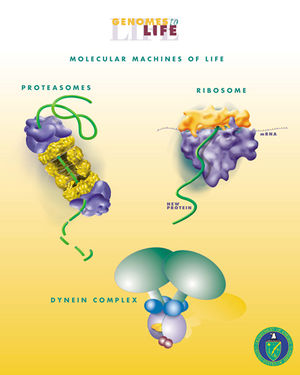 Sommige biologische moleculaire machines  