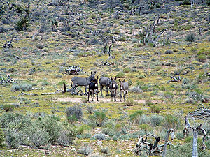 Wilde Esel oder Eselinnen in Nevada