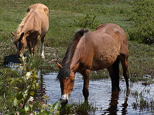 New Forest'i ponid