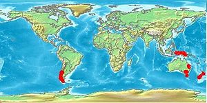 Nothofagus es un género de plantas que presenta una distribución gondwánica. Apareció por primera vez en Gondwana y todavía existe en partes de Australia, Nueva Zelanda, Nueva Caledonia y Chile. Recientemente también se han encontrado fósiles en la Antártida.