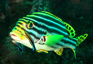 Блестящо оцветена ориенталска рибка сладур (Plectorhinchus vittatus) чака, докато две рибки с дръзки шарки Cleaner събират паразити от кожата ѝ. Петнистата опашка и шарката на плавниците на сладководните риби сигнализират за полова зрялост; поведението и шарката на рибите чистачи сигнализират, че те са готови да почистват, а не да служат като плячка.