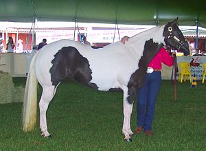 Tobiano Pinto -hevonen.  