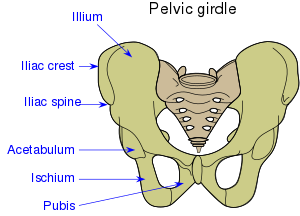 A human pelvis, with the bones labelled