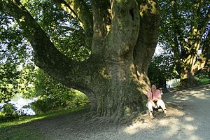 Un exemple remarquable de P. orientalis dans le parc de Cambron-Casteau, en Belgique.