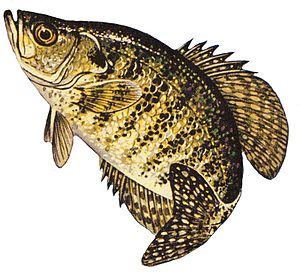 Ikan Kakap Putih (Pomoxis annularis)