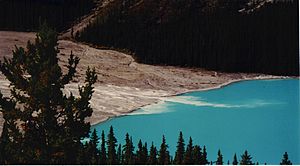 Kamenná moučka vtékající do jezera Peyto  