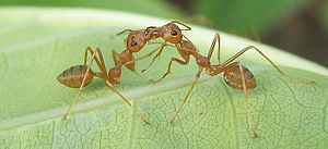 Trophallaxis in formica tessitrice Oecophylla smaragdina, Thailandia.
