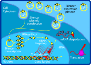 Mediazione dell'interferenza dell'RNA in cellule di mammifero coltivate.