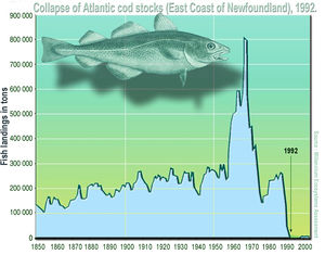 Les stocks de cabillaud de l'Atlantique ont été gravement surexploités dans les années 1970 et 1980. Cela a conduit à leur effondrement brutal en 1992.