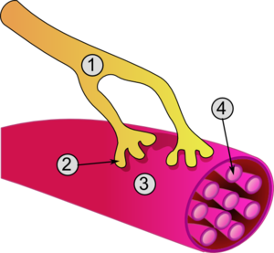 Raumenų ląstelės ir nervų-raumenų jungties schema 1. Aksonas 2. Nervų ir raumenų jungtis 3. Raumenų skaidulos (miocitas) 4. Miofibrilė