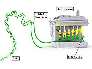O diagramă conceptuală care prezintă componenta proteică a telomerazei (TERT) în gri și componenta ARN (TR) în galben.