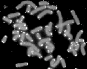 Chromosomes humains (gris) coiffés par des télomères (blancs)