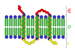 E = fuori dalla cellula P = membrana plasmatica I = all'interno della cellula