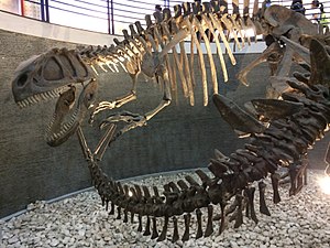 Gemonteerde skeletten van Yangchuanosaurus en Tuojiangosaurus