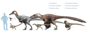 Comparação de tamanho de muitos dromaeosauros, uma família de dinossauros totalmente emplumados que inclui tanto Velociraptor quanto Deinonychus.