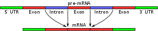 Exons and introns in pre-mRNA: forming mature mRNA by splicing. The UTRs are non-coding parts of exons at the ends of the mRNA.