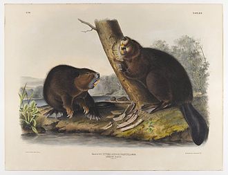 Castor americano , (John James Audubon, alrededor de 1844)