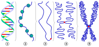 Different levels of chromosome condensation. 1 DNA double helix 2 10-nm-fiber (DNA with nucleosomes ) 3 Schematic of chromatin strand during interphase before DNA duplication with centromere. 4 Condensed chromatin during prophase (now consisting of two chromatids because DNA has doubled). 5 Metaphase chromosomePartial figures 3 to 5 are purely schematic to reflect the number of chromatids during different phases of the cell cycle. The arrangement of the "chromatin thread" does not reflect the actual structure.