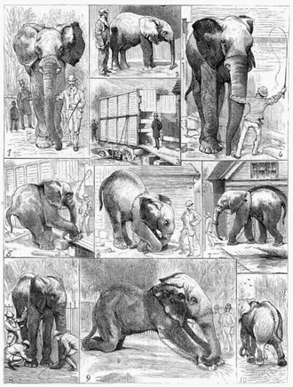 "Jumbos ynkelige afvisning af at forlade London Zoo rørte ved nationens hjerter" (Illustration i et tidsskrift, 1882)  