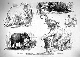 Tegninger af øjeblikke i Jumbos liv fra Illustrated London News, 25. februar 1882  