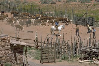 Cowboys at the Roundup, the gathering of the herds