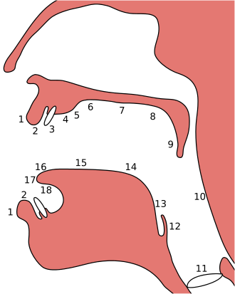 Sagittal plane of the human oral cavity, oropharynx and larynopharynx and tongue or tongue musculature. Places of articulation (active and passive) for phonation of spoken language: 1 exolabial (outer part of lip) 2 endolabial (inner part of lip) 3 dental (teeth) 4 alveolar (anterior part of dental arch) 5 postalveolar (posterior part of dental arch and a little behind) 6 prepalatal (anterior part of hard palate) 7 palatal (hard palate) 8 velar (soft palate) 9 uvular (also postvelar; 10 pharyngal (pharynx) 11 glottal (also laryngal; vocal cords) 12 epiglottal (epiglottis) 13 radical (root of tongue) 14 posterodorsal (posterior part of tongue) 15 anterodorsal (anterior part of tongue) 16 laminal (tongue blade) 17 apical (tip of tongue) 18 sublaminal (also subapical; underside of tongue)