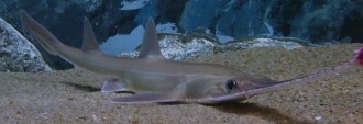Japanese sawfish