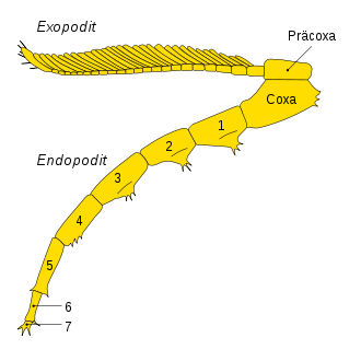 Schematic trilobite bone