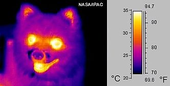 Foto de cachorro no meio do infravermelho