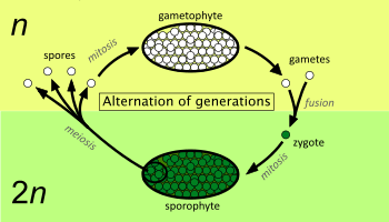 Diagramă care arată alternanța de generații între un sporofit diploid (jos) și un gametofit haploid (sus)