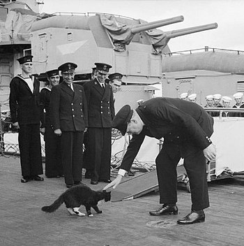 Premierminister Winston Churchill stryger Blackie farvel, skibskatten på HMS Prince of Wales, da han er på vej over gangbroen til USS McDougal DD-358, et amerikansk krigsskib, under et ceremonielt besøg i 1941.  