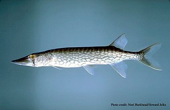 Esox niger Верижна скумрия