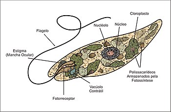 Veel üks Euglena diagramm